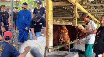 Tak Hanya Persembahan untuk Almarhumah Bunda Ainun, BIP Foundation Guncang Haru Iduladha dengan Distribusi Sapi Jumbo ke Madura, Cirebon, Malang, hingga Lamongan